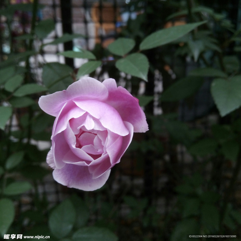 粉色月季花