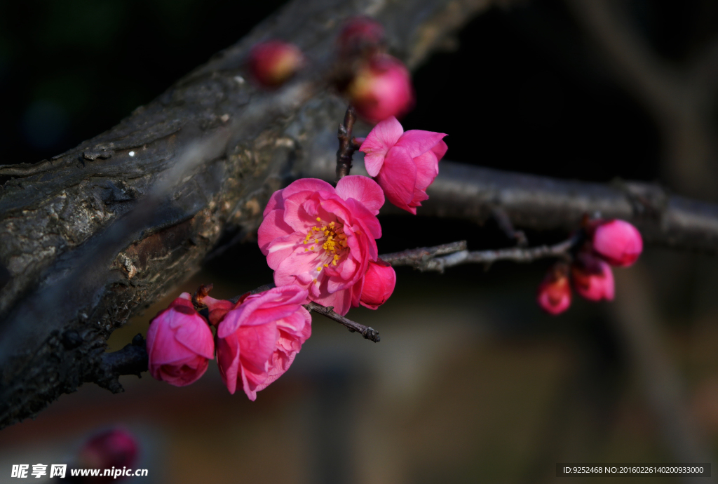 梅花