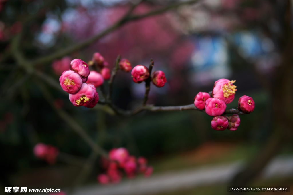 花蕊