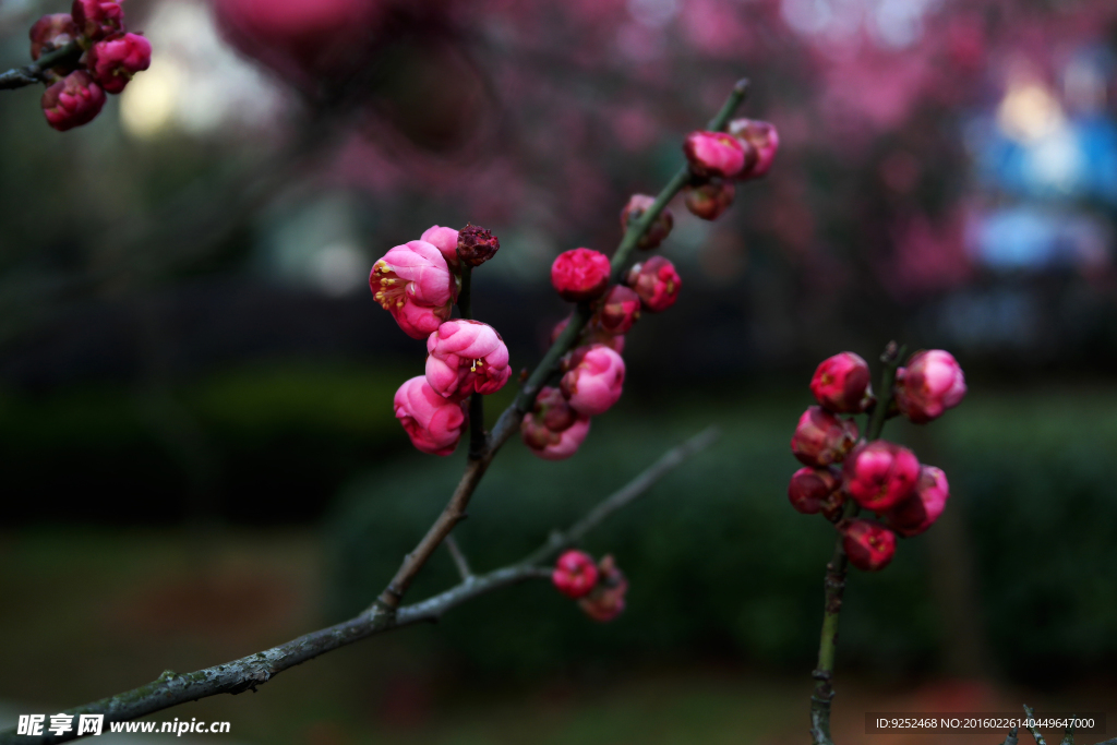 梅花