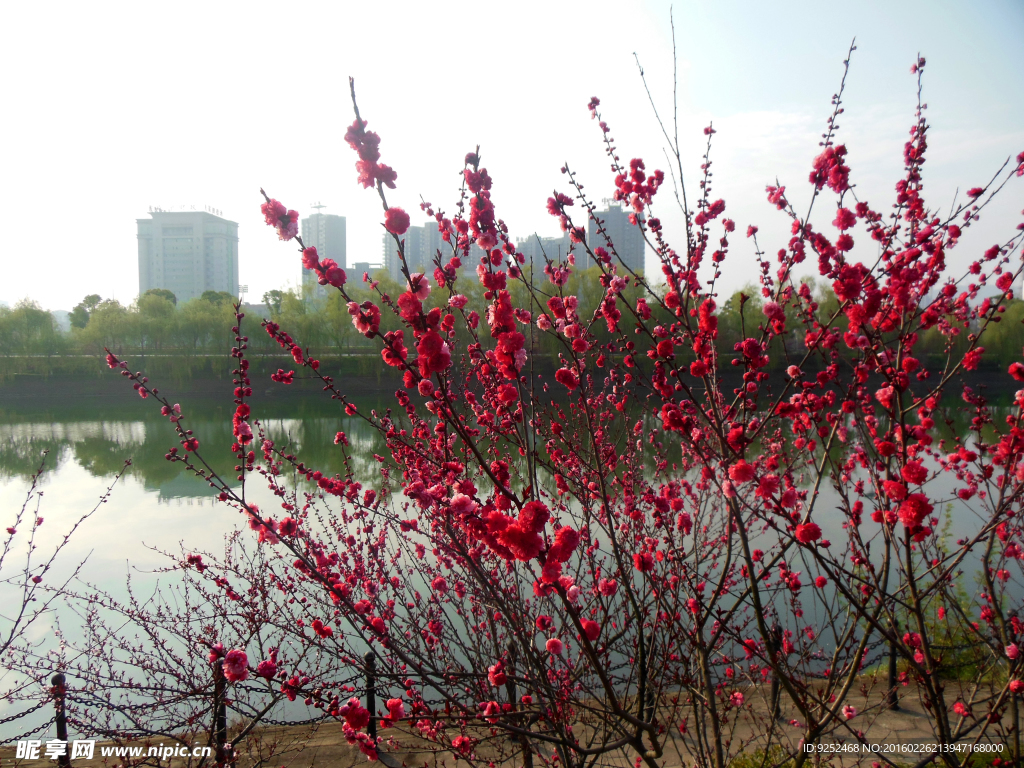 桃花