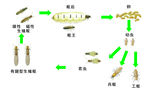 蚁王