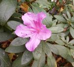 粉色杜鹃花