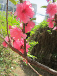 红色碧桃花