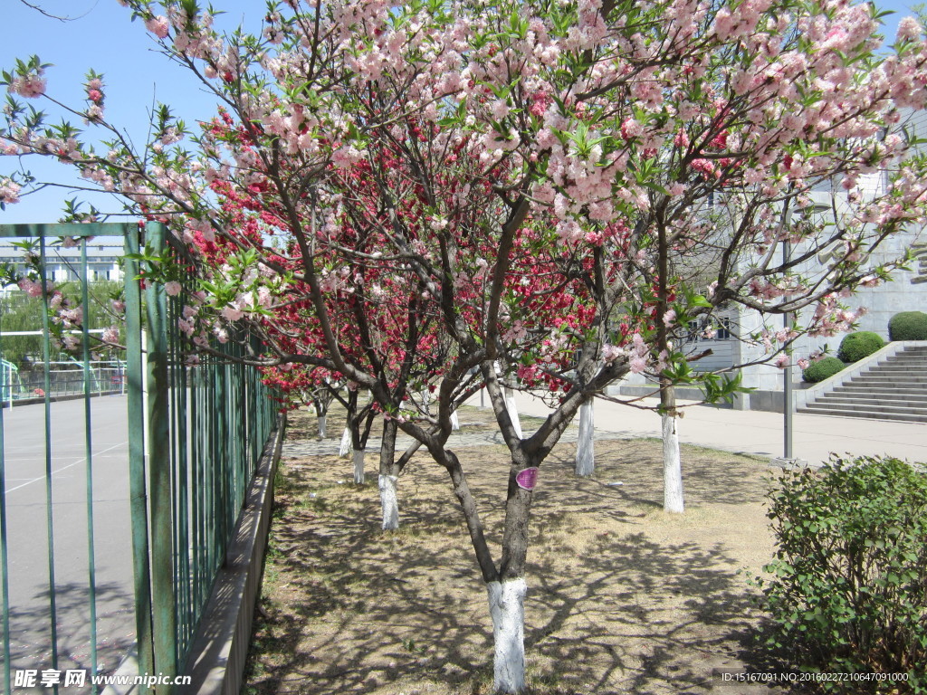 春季桃花