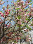 灿烂桃花