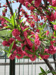 红色桃花