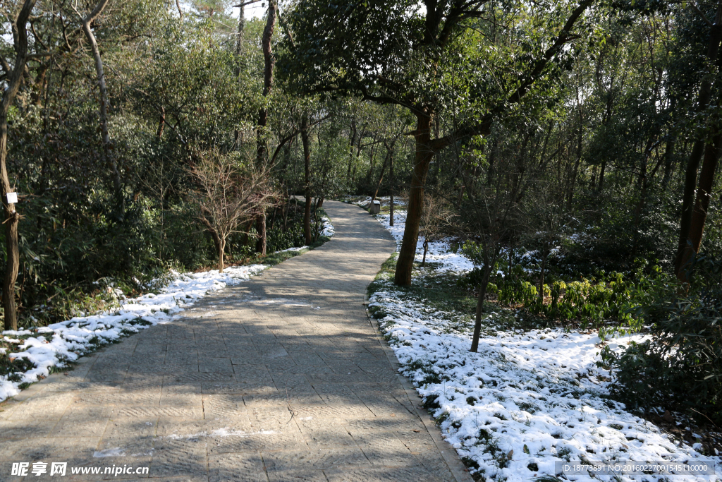 雪后的林间小路