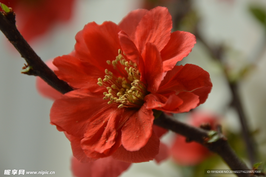 杜鹃花