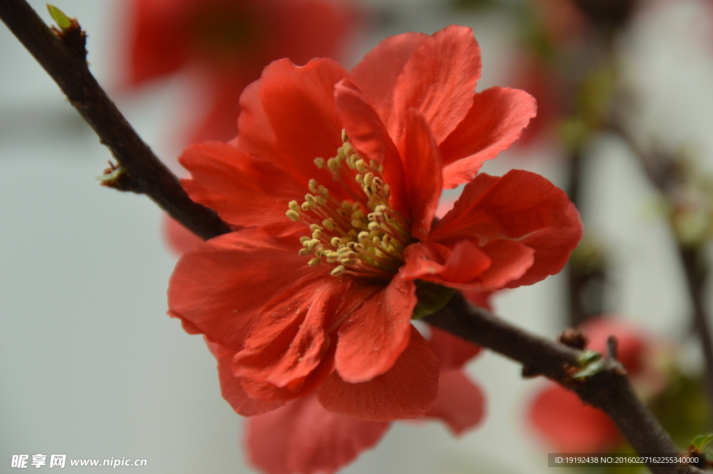 杜鹃花