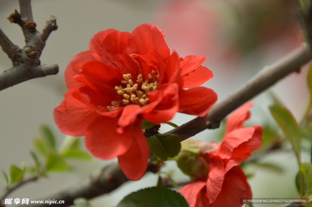 杜鹃花