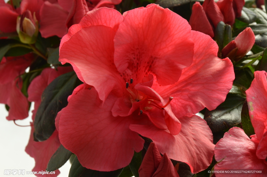 杜鹃花