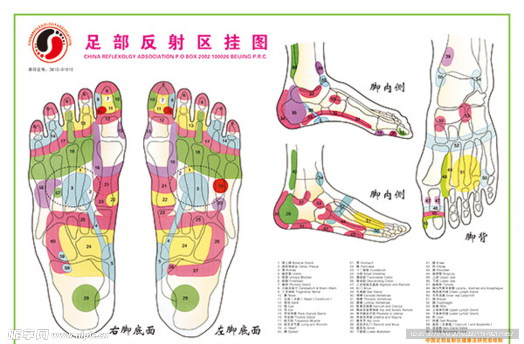 足部穴位挂画