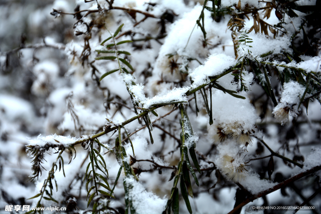 清静雪花