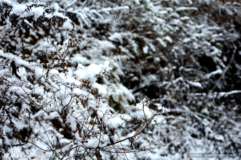 丛里雪林