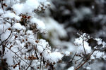 美丽雪花