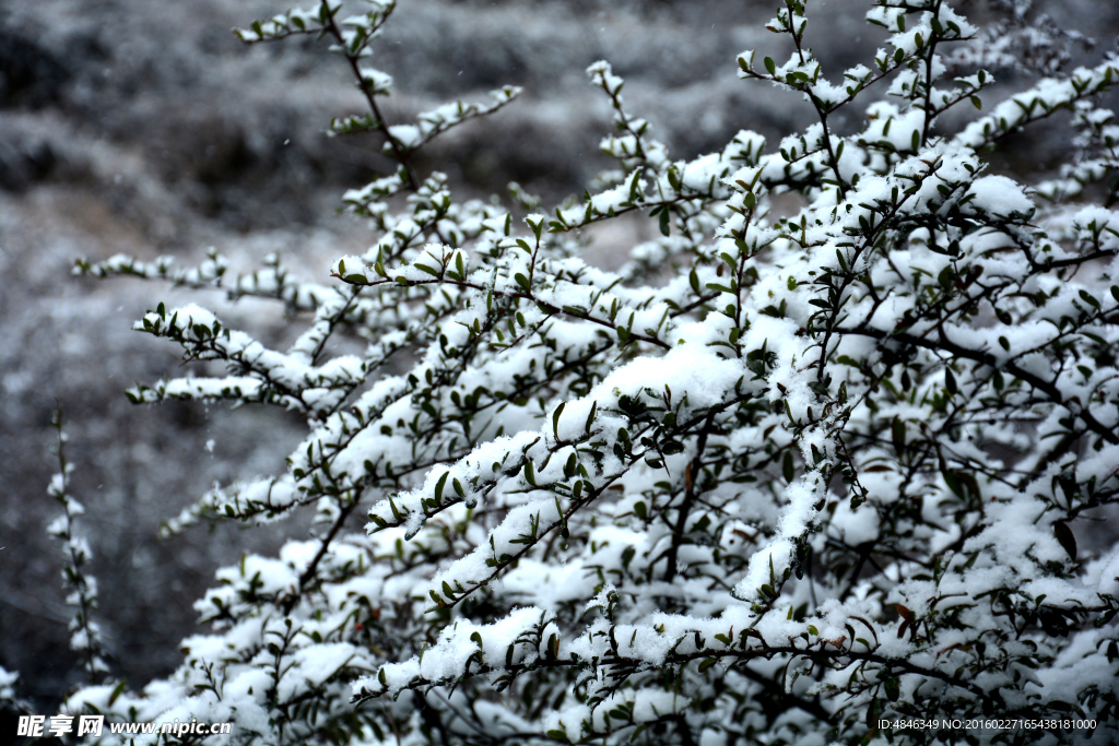 雪树