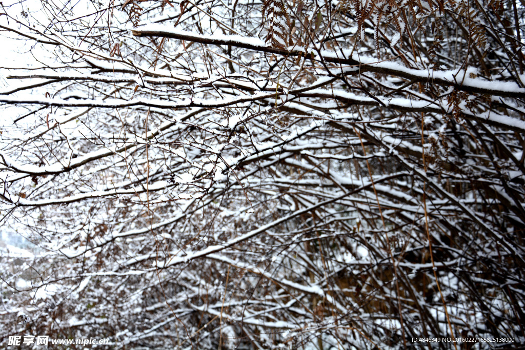 雪林