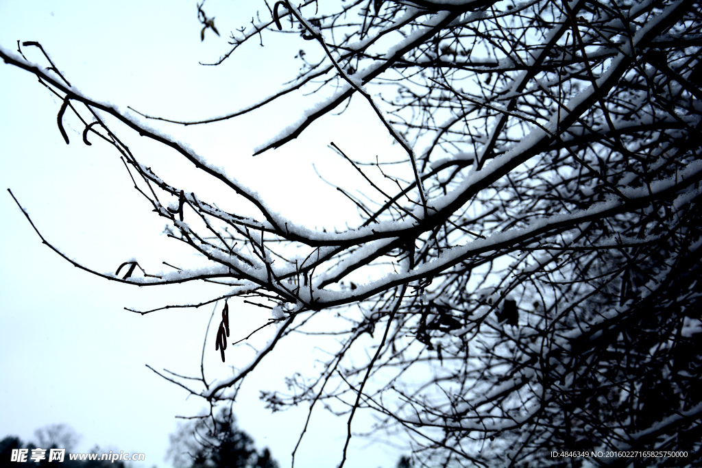 林中雪