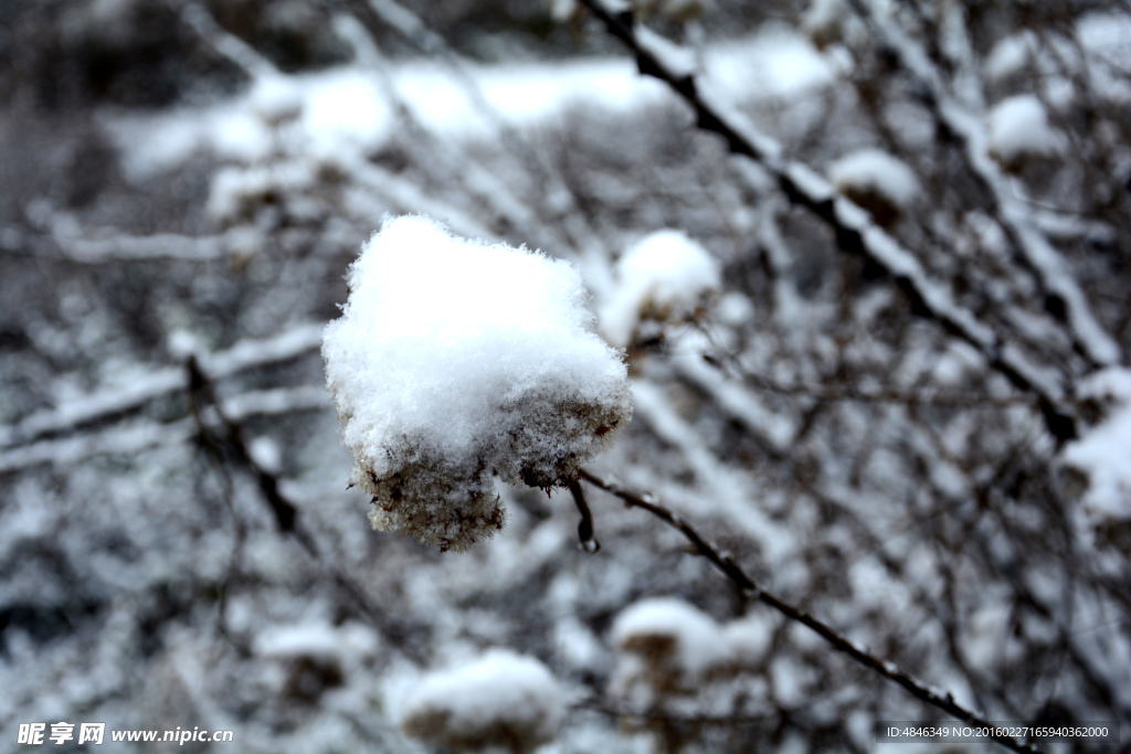 雪花 雪