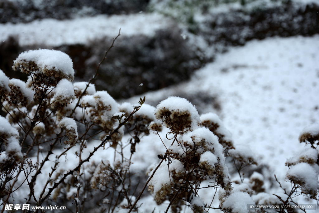 雪花