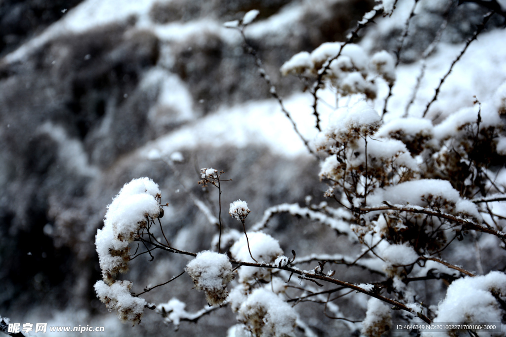 白雪