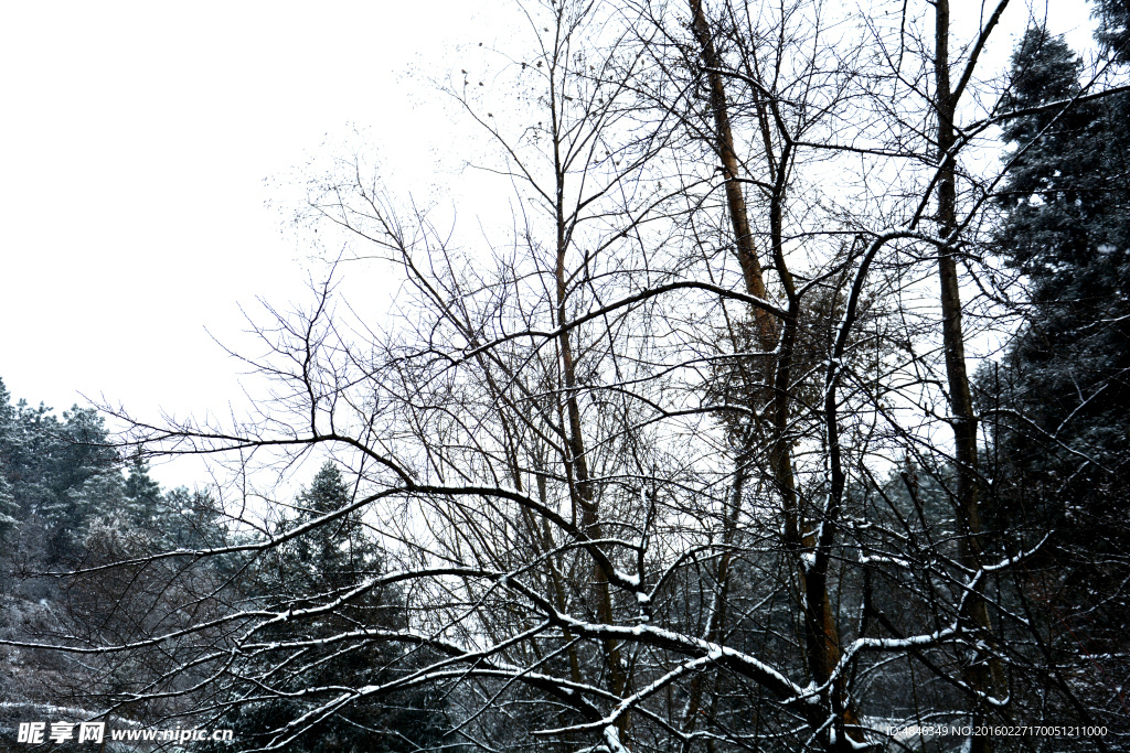 山林雪地