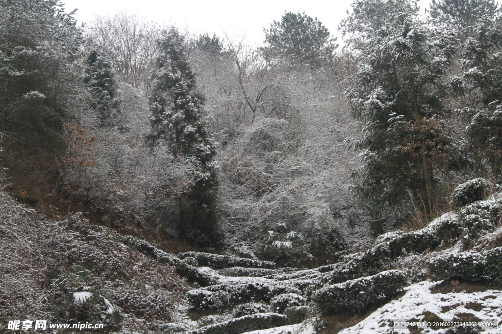 雪景