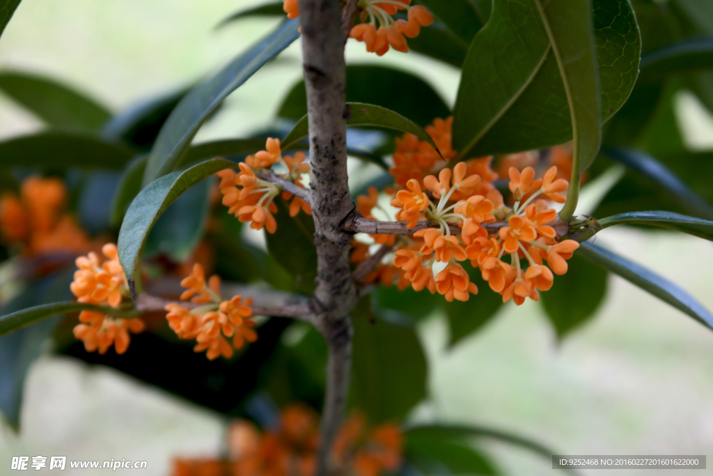 桂花树