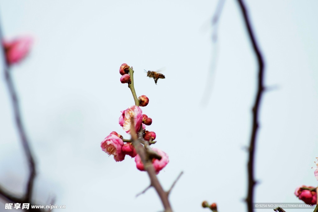 桃花与蜜蜂