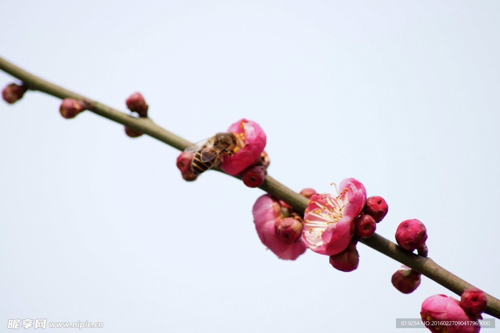 桃花与蜜蜂