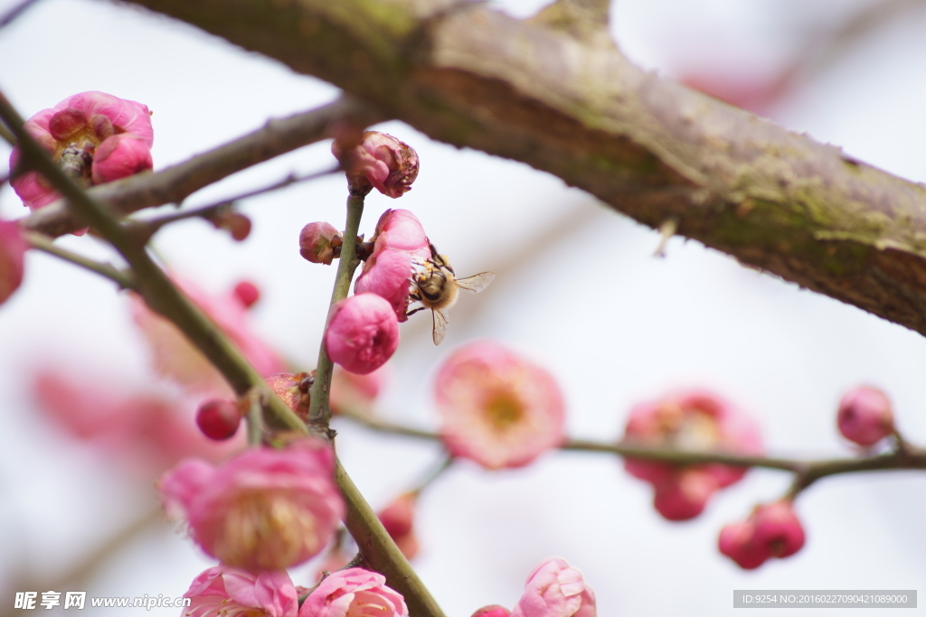 蜜蜂与桃花