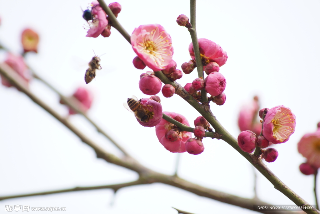 桃花与蜜蜂