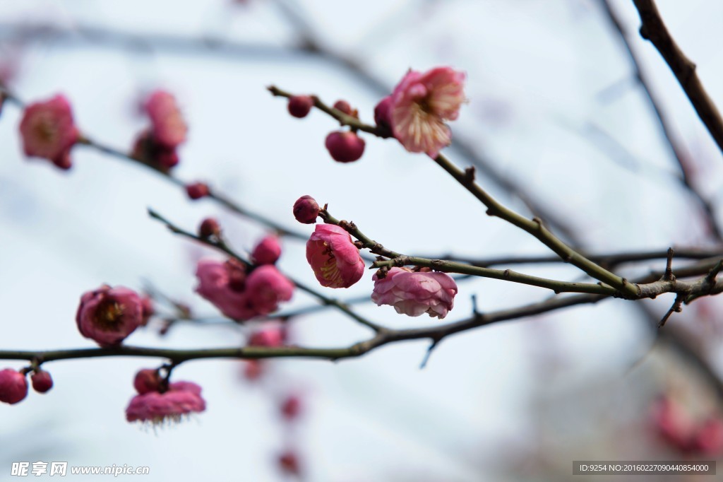 桃花