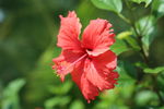 鲜花
