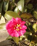 红色山茶花
