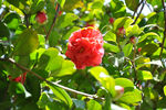 茶花