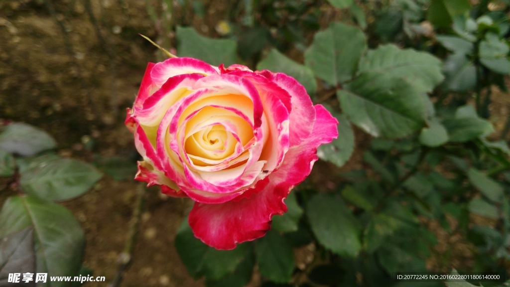 渐变玫瑰花