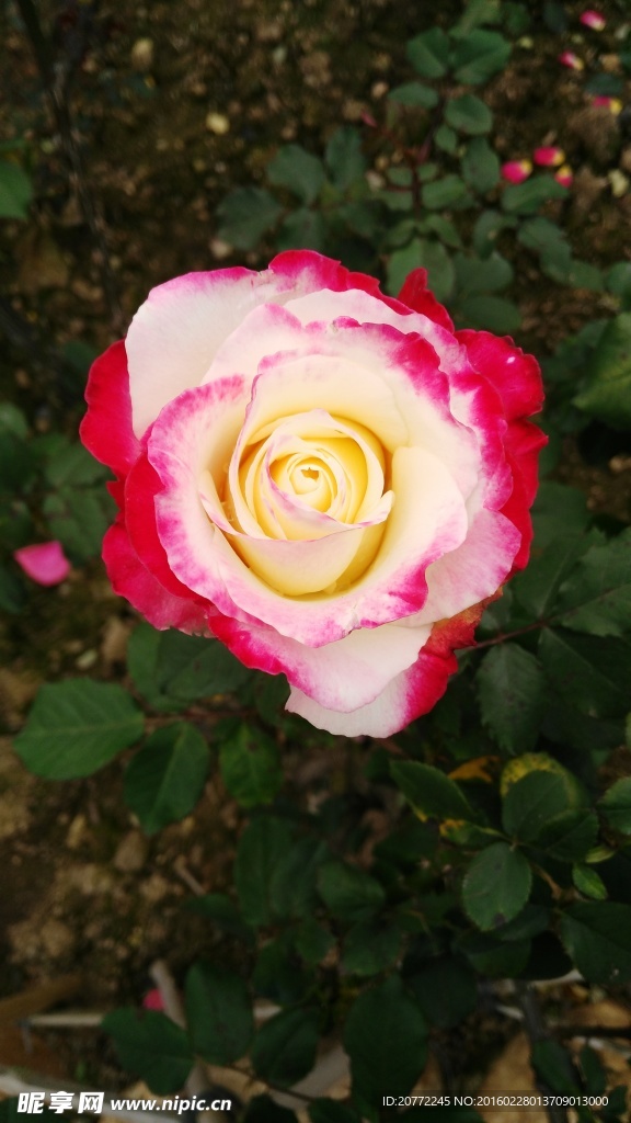 玫瑰花