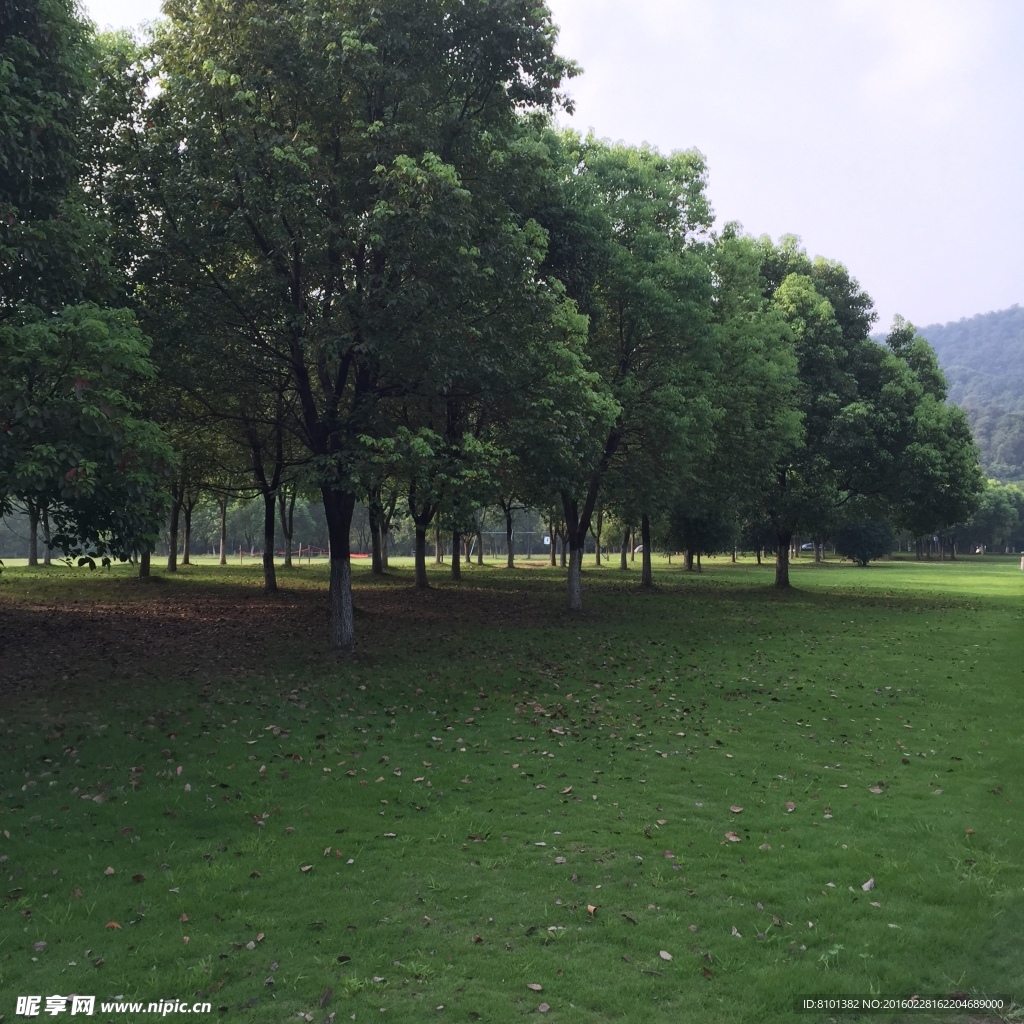 树林 草地