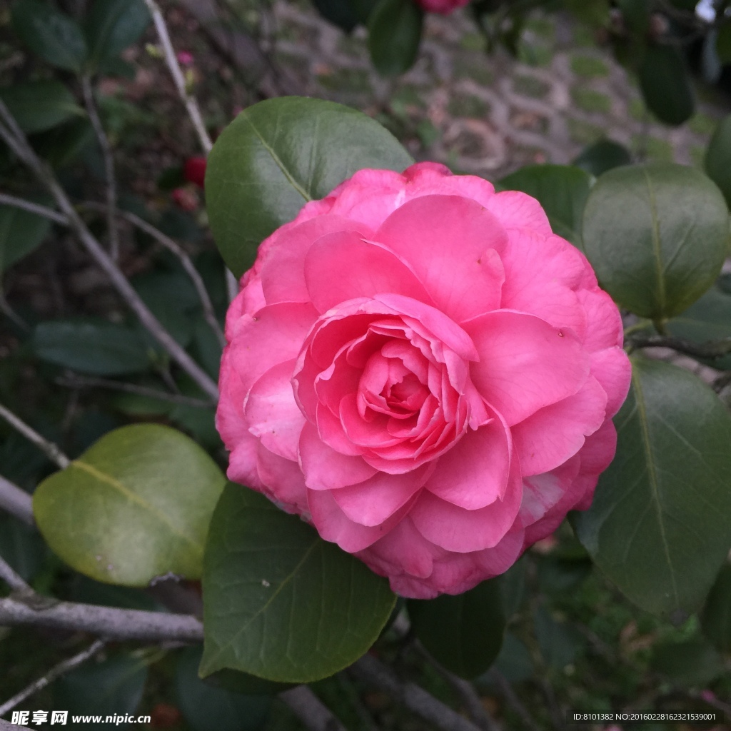 茶花