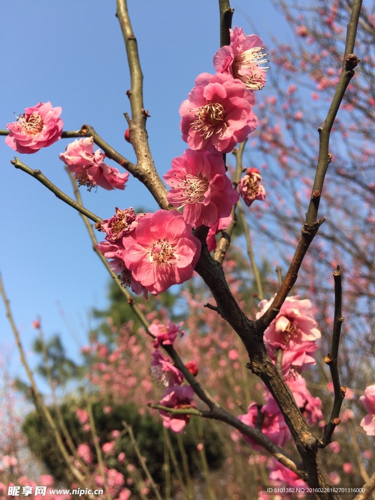 桃花
