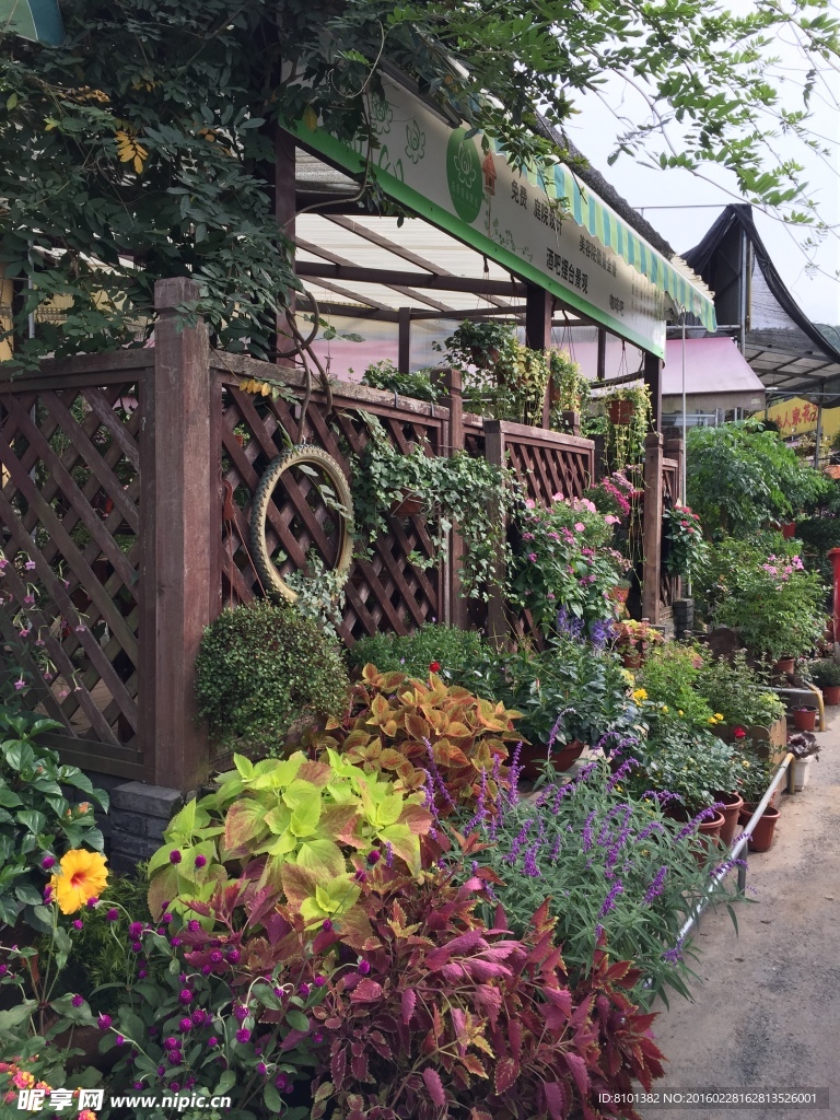 花店 花鸟市场