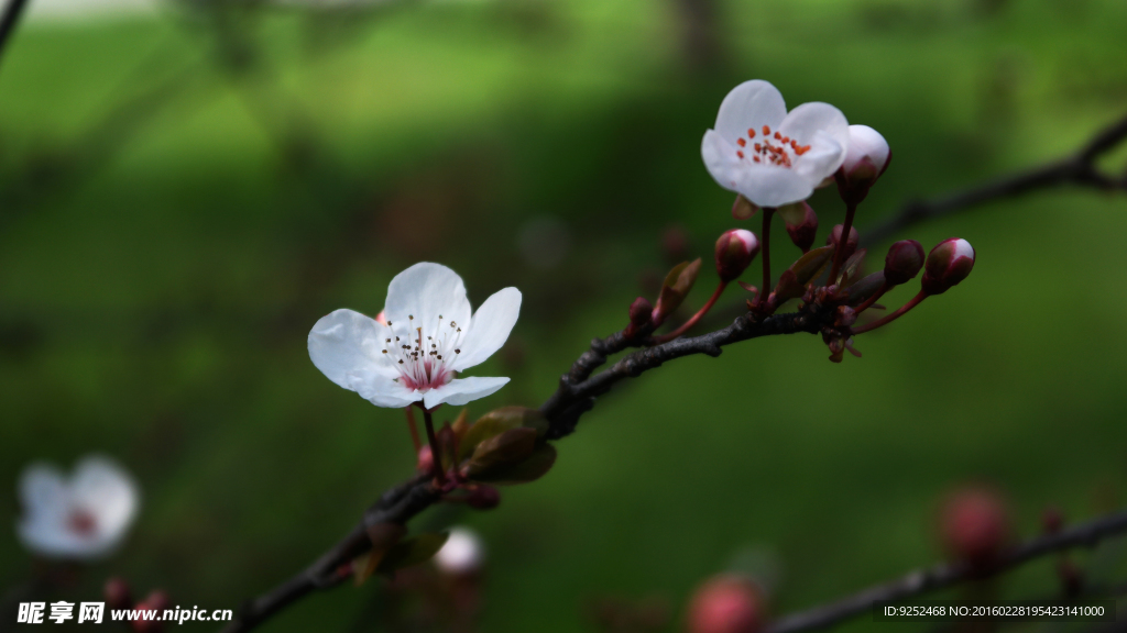 樱花