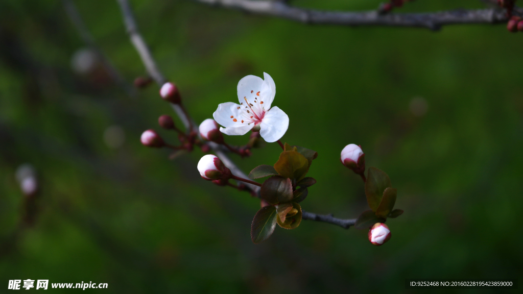 樱花