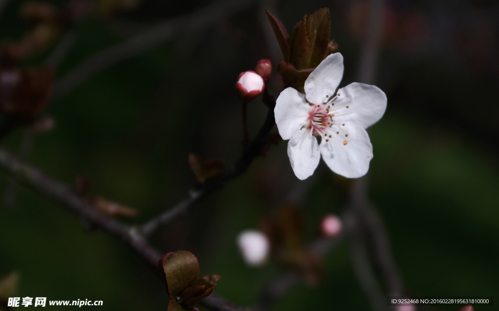 樱花树