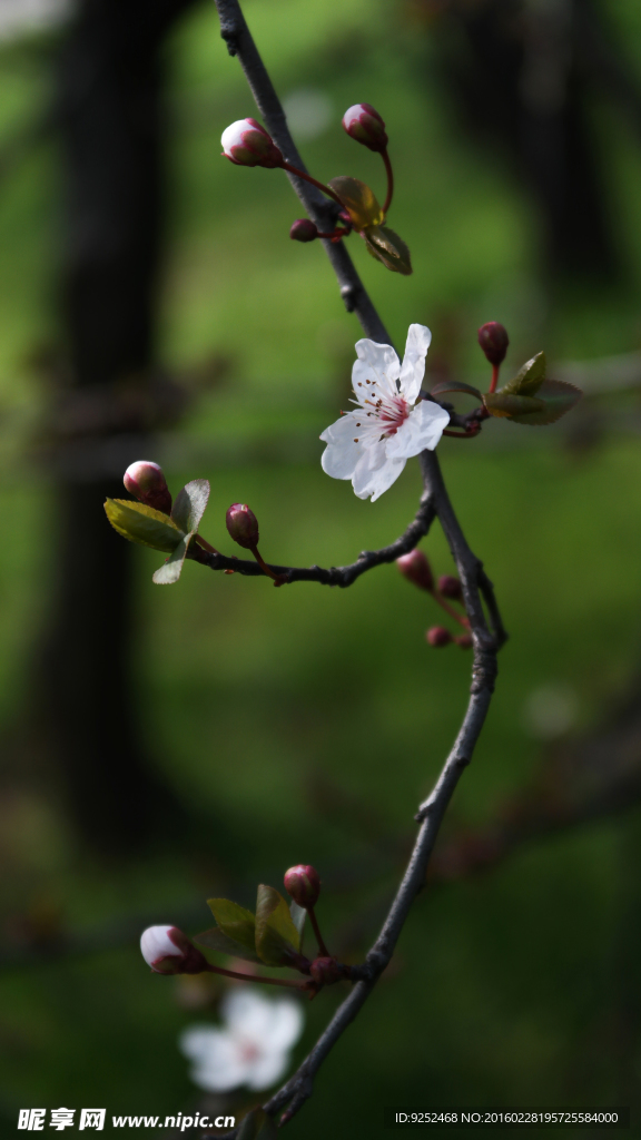 樱花