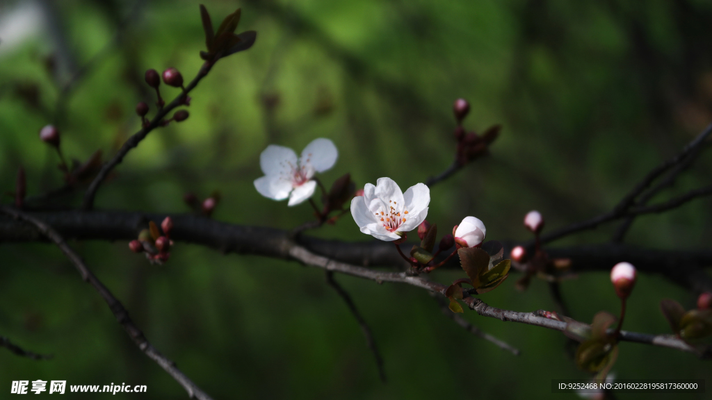 樱花