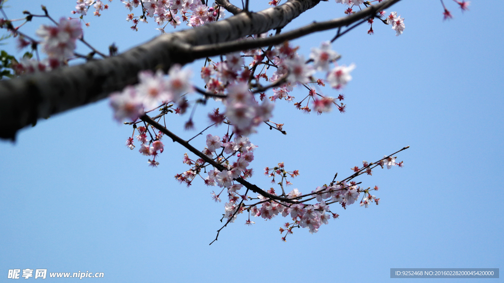 樱花树