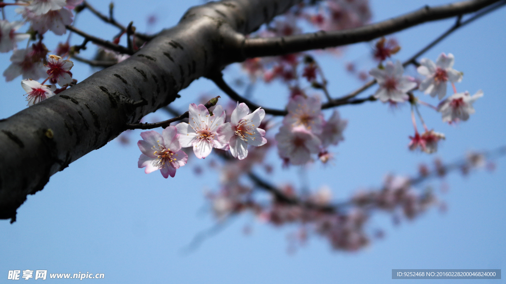 樱花树